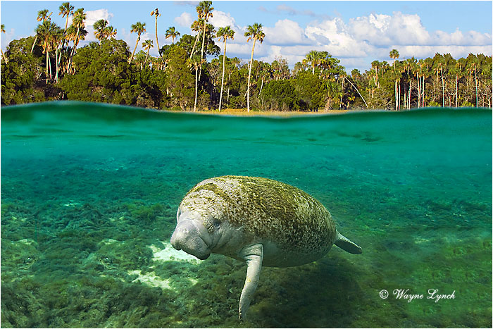 Florida Manatee 102 by Dr. Wayne Lynch &copy;